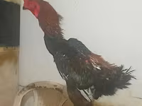 Shamo chickens — foto 4