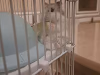 Cırtdan hamsterlər və tam dəst qəfəs satilir Sevimli və mehriban — Foto 1