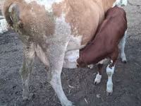 母牛, Cattle — 照片 3