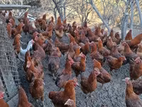 Chickens — foto 2