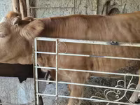 Cow, Simmental cattle — photo 2