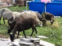 Schaf, Romanov sheep — Foto 5