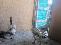Chickens — foto 2