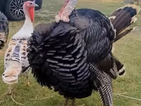 Turkeys — фото 2