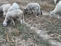 Baran, Cerry Hill sheep — zdjęcie 3