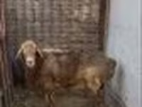 Beran, Edilbay sheep — foto 2
