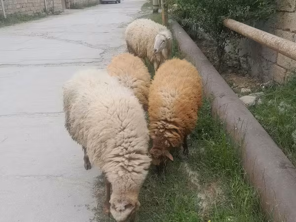 Qoyun, Qoyunlar — Azərbaycan