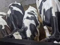 Bulle, Russian Black pied cattle — Foto 7