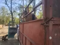 Horse (M), Horses — photo 5