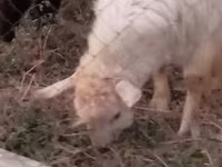 Goat, Goats — photo 1