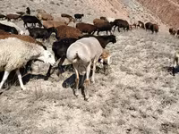 Ovelha, Arashan sheep — foto 2