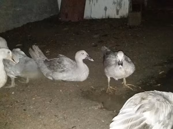 Ducks — Azərbaycan