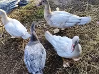 Ducks — الصورة 3
