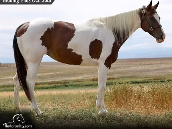Égua, Rocky Mountain Horse