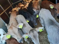 Touro, Simmental cattle — foto 2