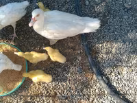 Ducks — 照片 1
