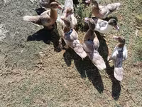 Ducks — photo 3