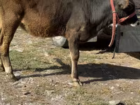 गाय, अलाताऊ नस्ल — फ़ोटो 4