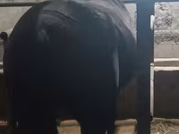 فرس, Budyonny horse — الصورة 5