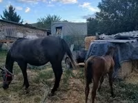 Madyan, Atlar — foto 4