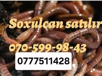 Məhsul: Soxulcanlar və may böcəyi sürfələri Təsvir: - Təbii — foto 3