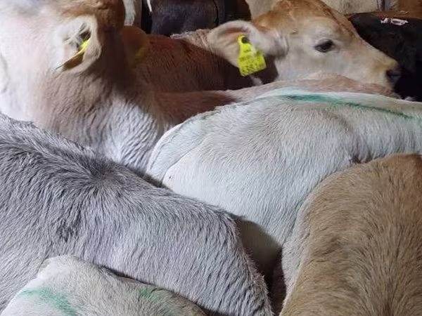Buğa, Simmental cattle