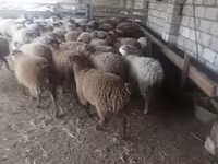 Qoyunlar (partiya, cinsi göstərilməyib), Qoyunlar — foto 2