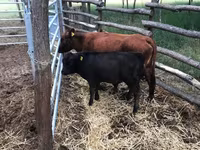 Vaca, Dexter — foto 1