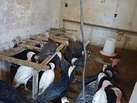 Turkeys — photo 1