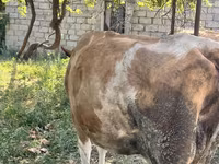 गाय, Simmental cattle — फ़ोटो 2