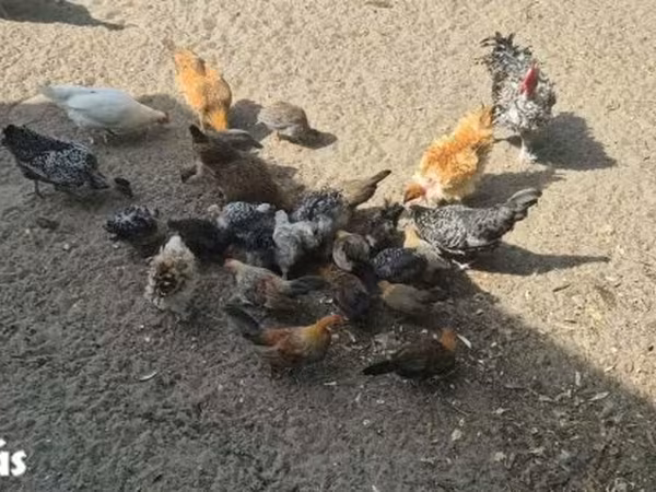 Датская несушка