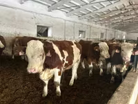 सांड, Simmental cattle — फ़ोटो 1