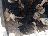 Chickens — photo 1