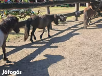 Toychoq, Shetland Pony — 4-rasm