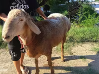 Qoç, Agin sheep — foto 3