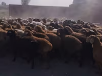 Qoç, Qoyunlar — foto 3