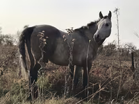 At, Arabian horse — foto 4