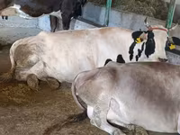 Vaca, Ganado vacuno — foto 7