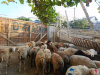 Qoç, Qoyunlar — foto 3