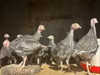 Turkeys — फ़ोटो 3