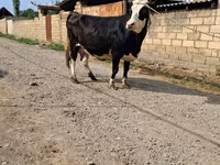 Cow, Holstein breed — photo 5