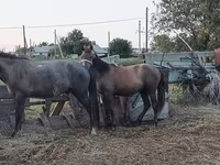 Horse (M), Kazakh horse — photo 4