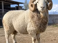 Qoç, Kyrgyz Mountain merino sheep — foto 1