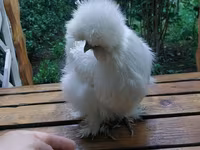 Chickens — फ़ोटो 4