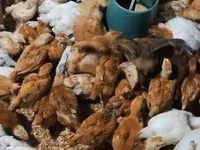Chickens — foto 3