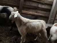 Cabro, Cabras — foto 3