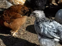 Chickens — फ़ोटो 1