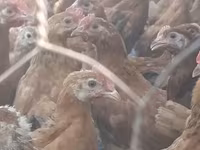 Chickens — الصورة 2