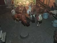 Chickens — photo 7