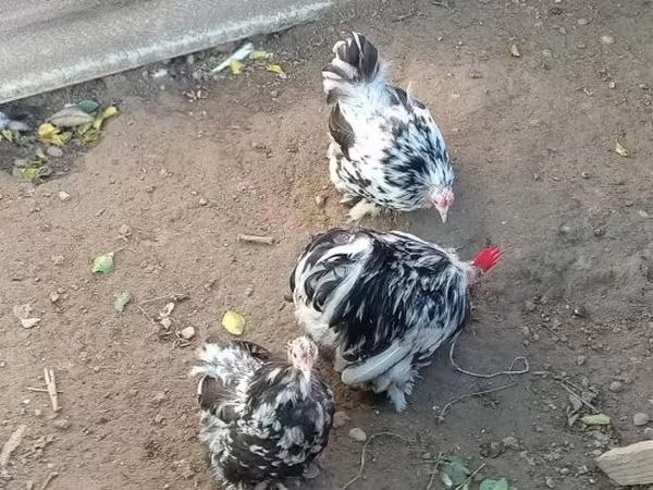 Danish hen